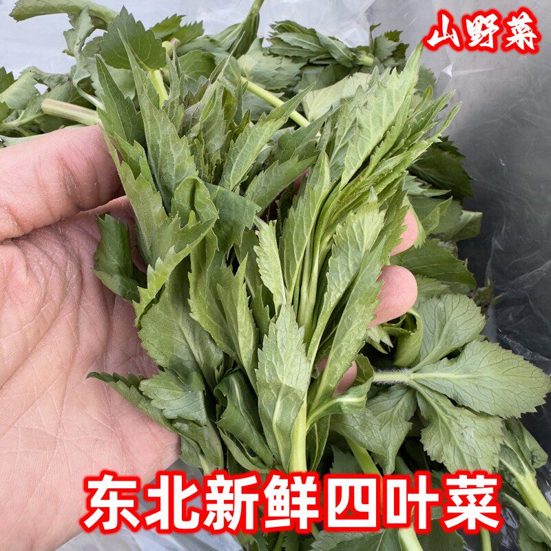 东北山野菜新鲜冷冻四叶菜野菜2斤/份铃铛花沙油菜限区快递包邮