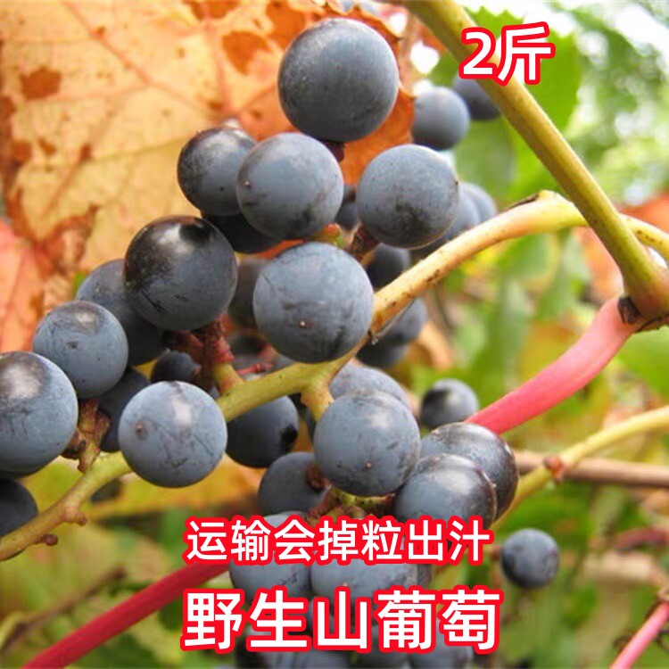 东北长白山野生山葡萄泡酒料小粒葡萄4斤新鲜冷冻2斤酿酒葡萄