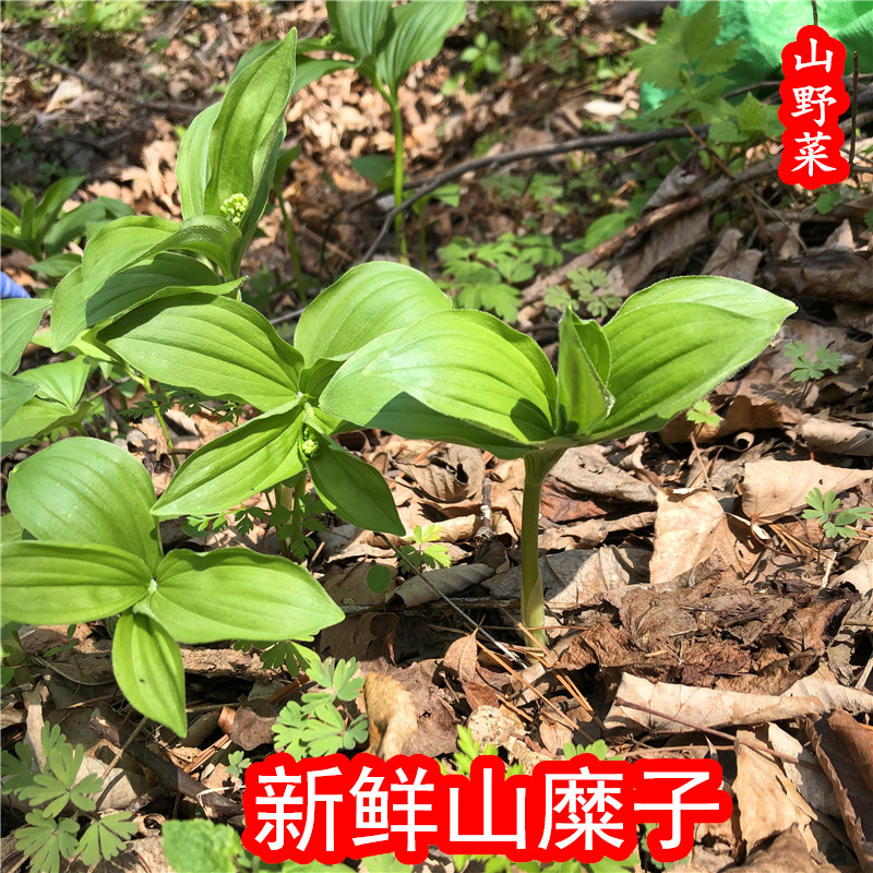 东北山野菜山糜子新鲜冷冻野生山迷子蘸酱菜2斤限区快递包邮