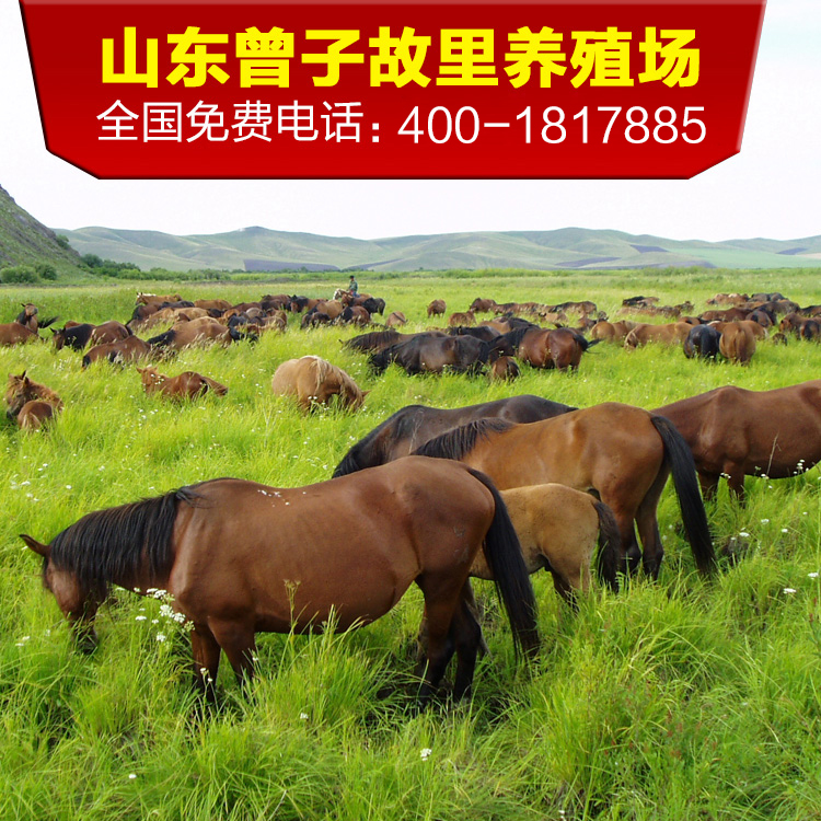 纯原种内蒙古三河马种马仔马驹骑畜牧/养殖技术服务