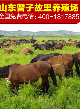 纯原种内蒙古三河马种马仔马驹骑乘马骏马跑马赛马改良马挽乘兼用