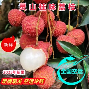 广西灵山桂味荔枝新鲜当季水果现摘现发小核奉白糖仙罂妃子进笑