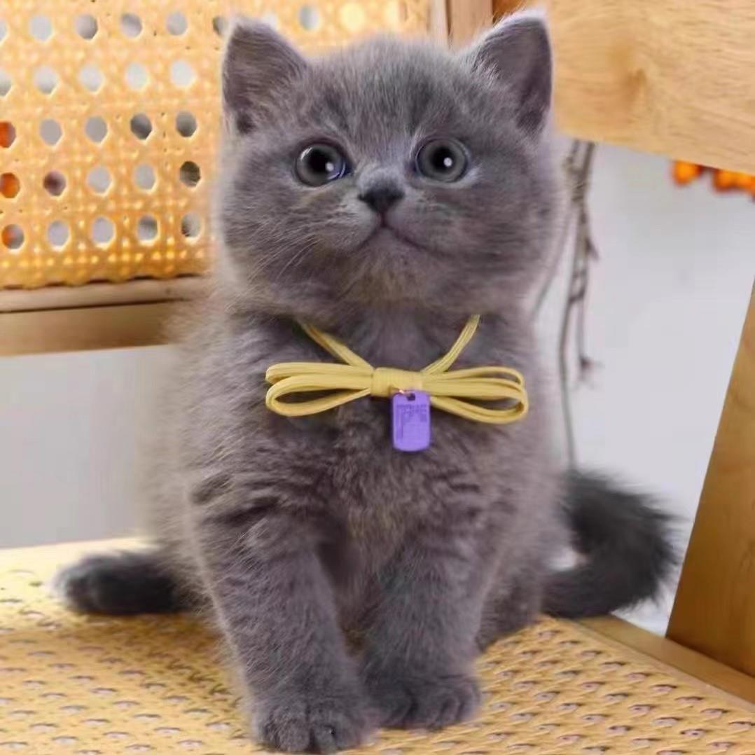英短蓝猫蓝白幼猫加菲猫血统猫舍金银渐层布偶猫咪活物矮脚宠物猫