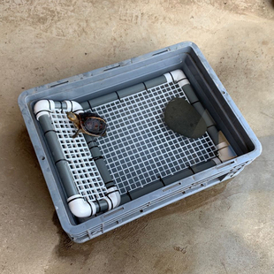 缘友之家 黄缘闭壳龟饲养环境 生态养缘  半水龟乌龟晒台攀爬