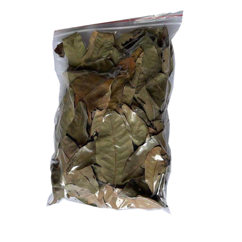 龙眼叶 半水龟黄缘皖喉小青草龟金头百色木纹三趾 原生泡水荔枝叶