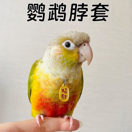 鹦鹉脖套链子鸟脖圈放飞绳吊坠外出带牵引绳小太阳牡丹玄凤鸟专用