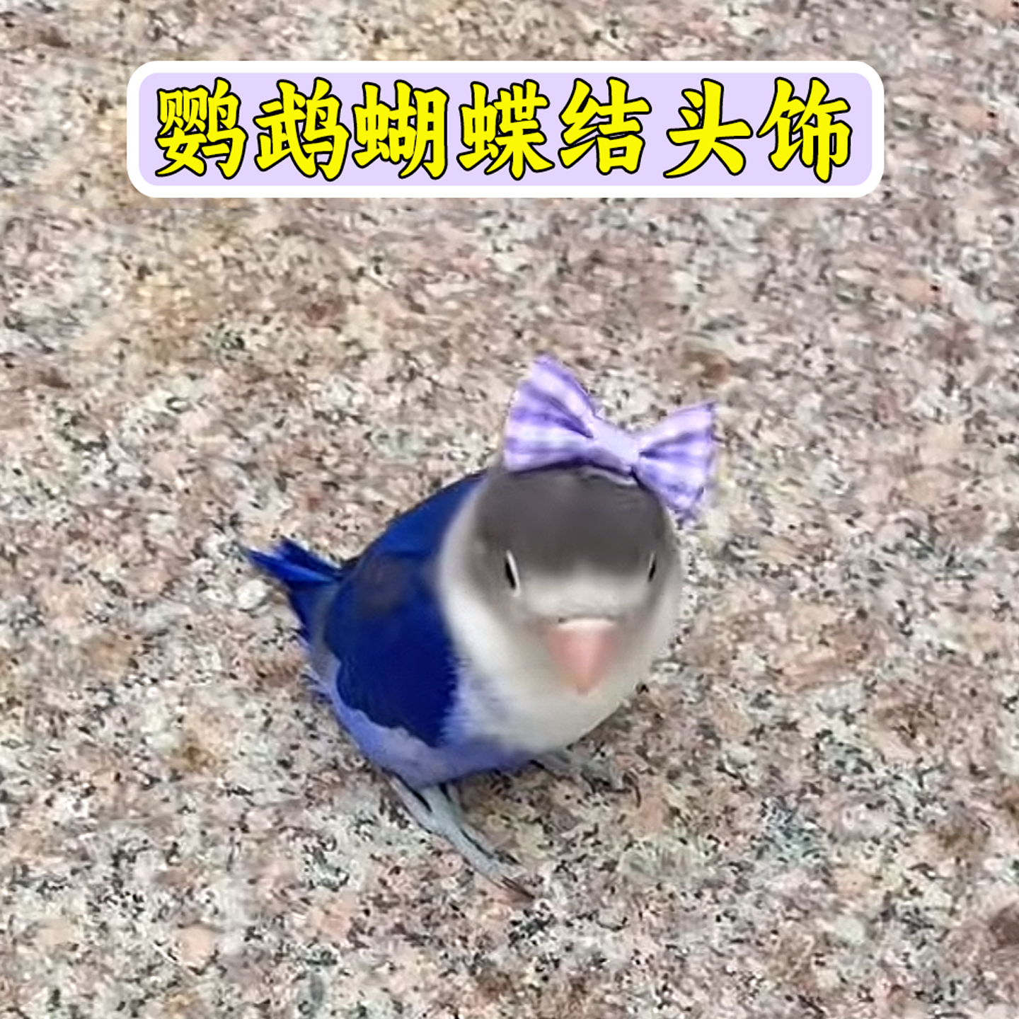 鹦鹉装饰头戴蝴蝶结虎皮玄凤牡丹小太阳解闷自嗨拍照道具鸟用玩具