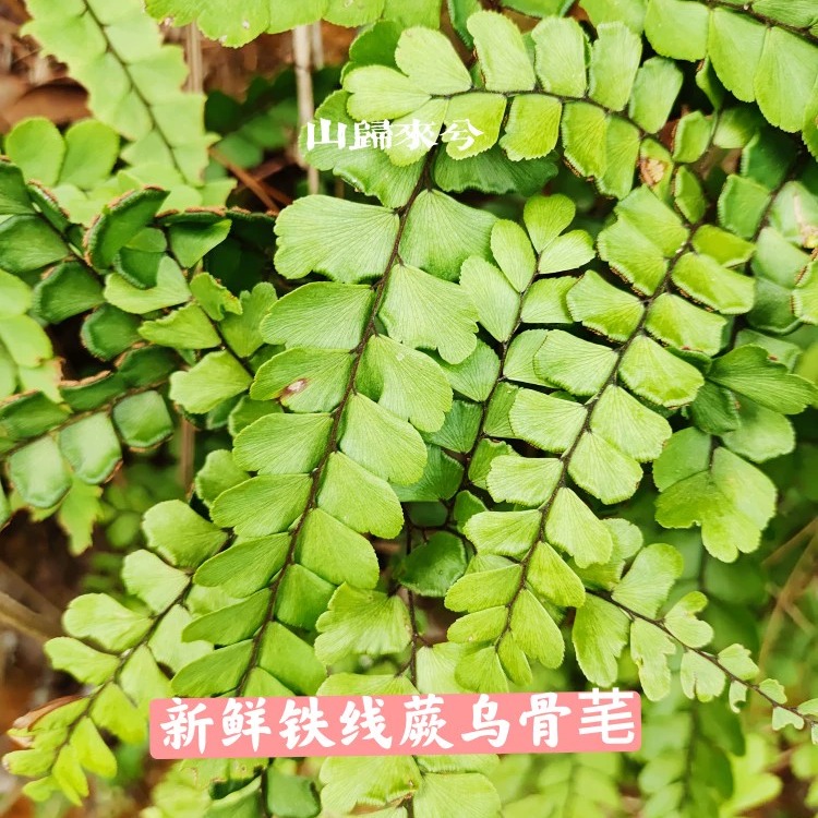 现采乌脚芼新鲜乌骨芼中草药铁丝草黑脚蕨扇叶铁线蕨500g