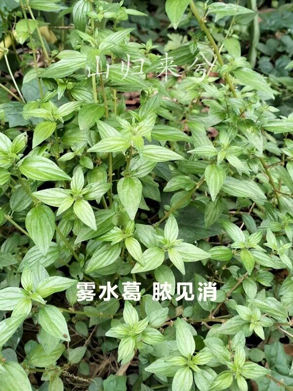 雾水葛 粘榔根 咄脓膏 糯米藤 脓见消 拔脓膏 现采新晒一斤包邮
