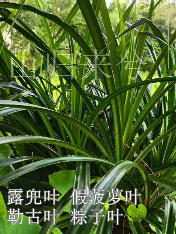 广西露兜树叶假菠萝叶勒古叶包粽子叶露兜果新鲜现采1.2米张包邮