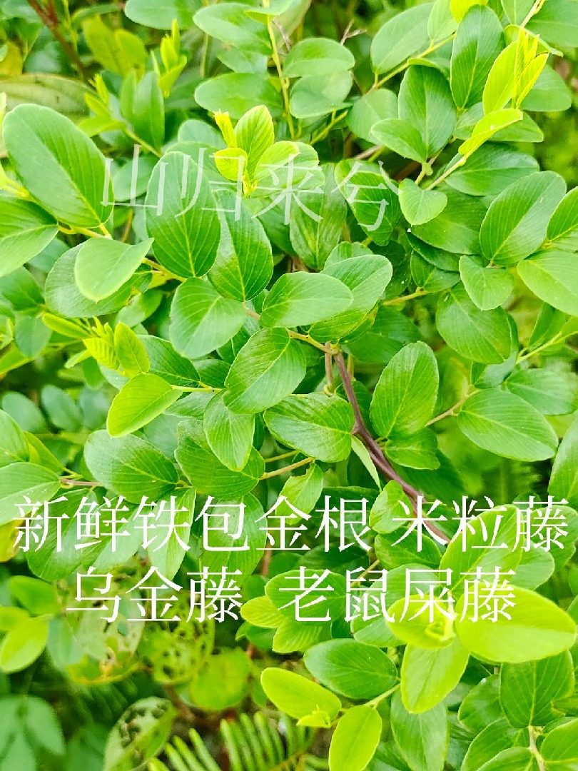 现挖铁包金 乌金藤 老鼠屎藤 勾儿茶 中草药铁包金全草一斤包邮