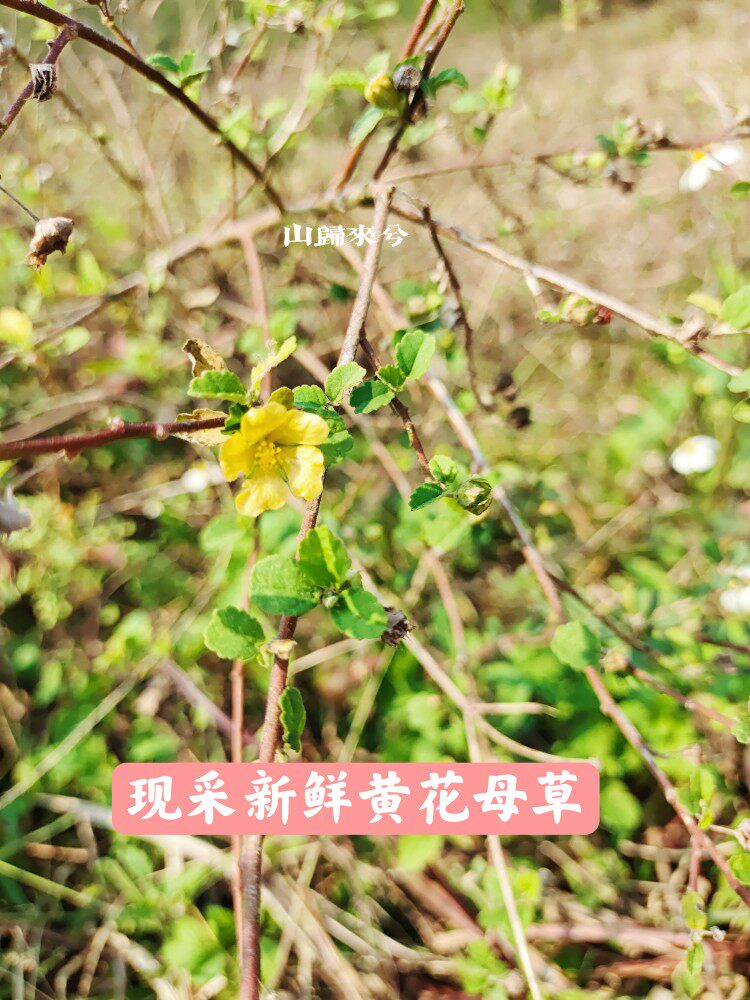 黄花母草 黄花野草 伤感说说吧