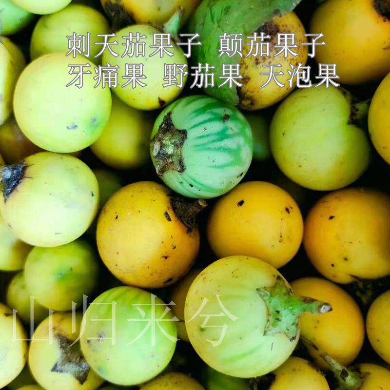 颠茄果实,流浸膏_大山谷图库