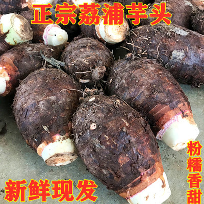 正宗荔浦芋头新鲜采挖