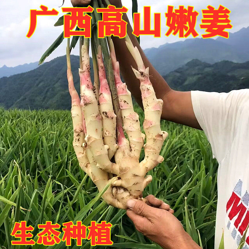 广西红芽香姜仔姜嫩姜新鲜现挖生姜子姜自种蔬菜嫩仔姜3/5/10斤装