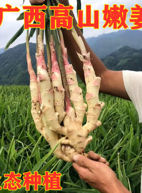 广西红芽香姜仔姜嫩姜新鲜现挖生姜子姜自种蔬菜嫩仔姜3/5/10斤装
