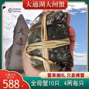 湖南益阳大通湖区横霸大闸蟹鲜活水产螃蟹海鲜全母10只礼盒装