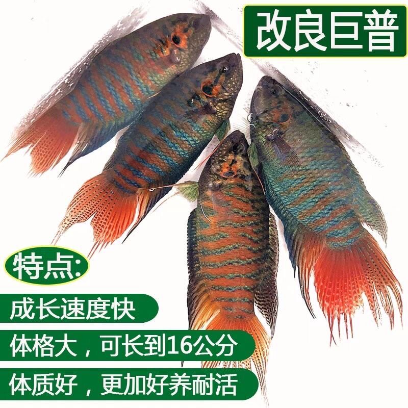 中国斗鱼活鱼普叉巨普观赏鱼好养天堂耐养耐活小型手巾冷水淡水鱼
