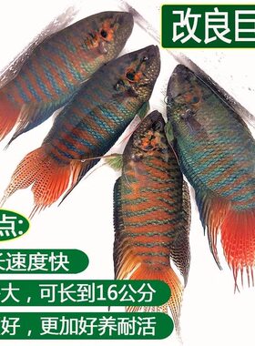 中国斗鱼活鱼普叉巨普观赏鱼好养天堂耐养耐活小型手巾冷水淡水鱼