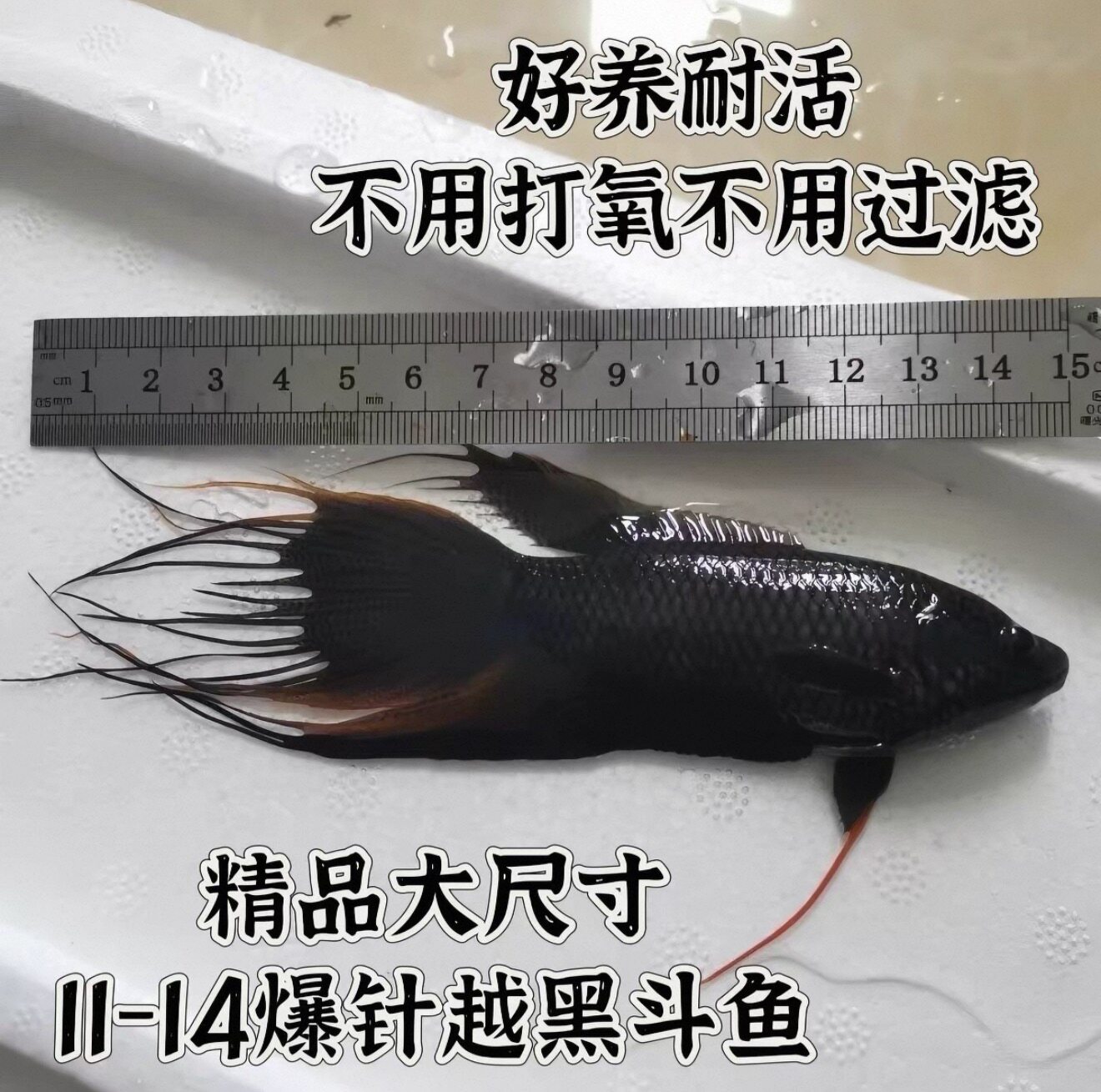 中国斗鱼蓝型越黑活体冷水小型观赏鱼好养耐活爆针大黑叉菩萨鱼