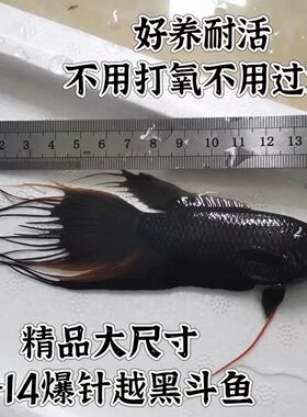 中国斗鱼蓝型越黑活体冷水小型观赏鱼好养耐活爆针大黑叉菩萨鱼