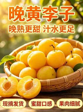 东北晚黄李子 干碗李子李子干核脱骨离核