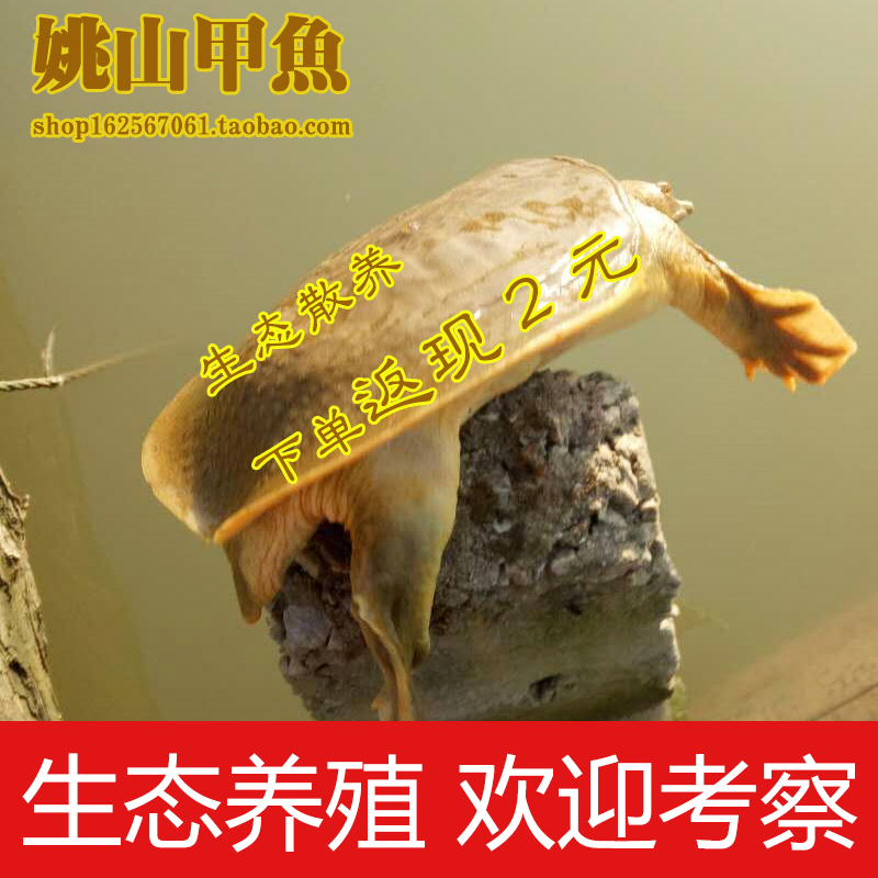 甲鱼活体野外免邮放养老鳖中华鳖外塘生态王八水鱼生鲜年货2-3斤