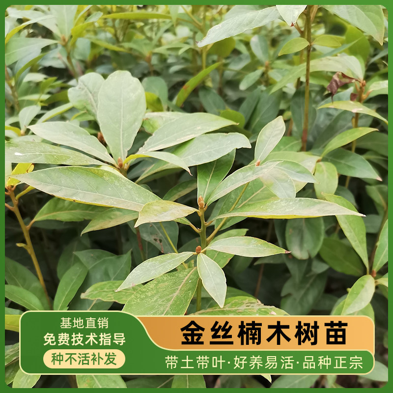 金丝楠木苗小叶桢楠树苗木植物盆栽名贵珍稀树种庭院绿植带叶发货