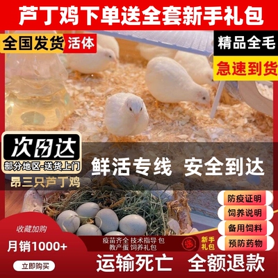 昂三只芦丁鸡活鸡40-60天青年鸡