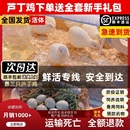 60天青年鸡活鸡宠物鸡观赏鸡全色系宠物活鸡 极有家网红芦丁鸡40