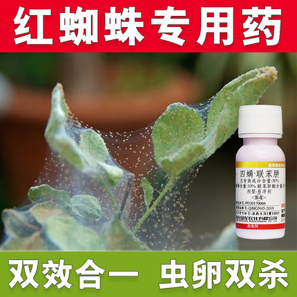 杀红蜘蛛专用药月季花病虫害常用药绣球草莓植物除杀虫剂虫卵双杀