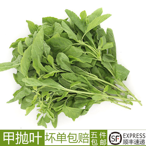 新鲜打抛叶泰国猪肉甲抛嘎抛叶
