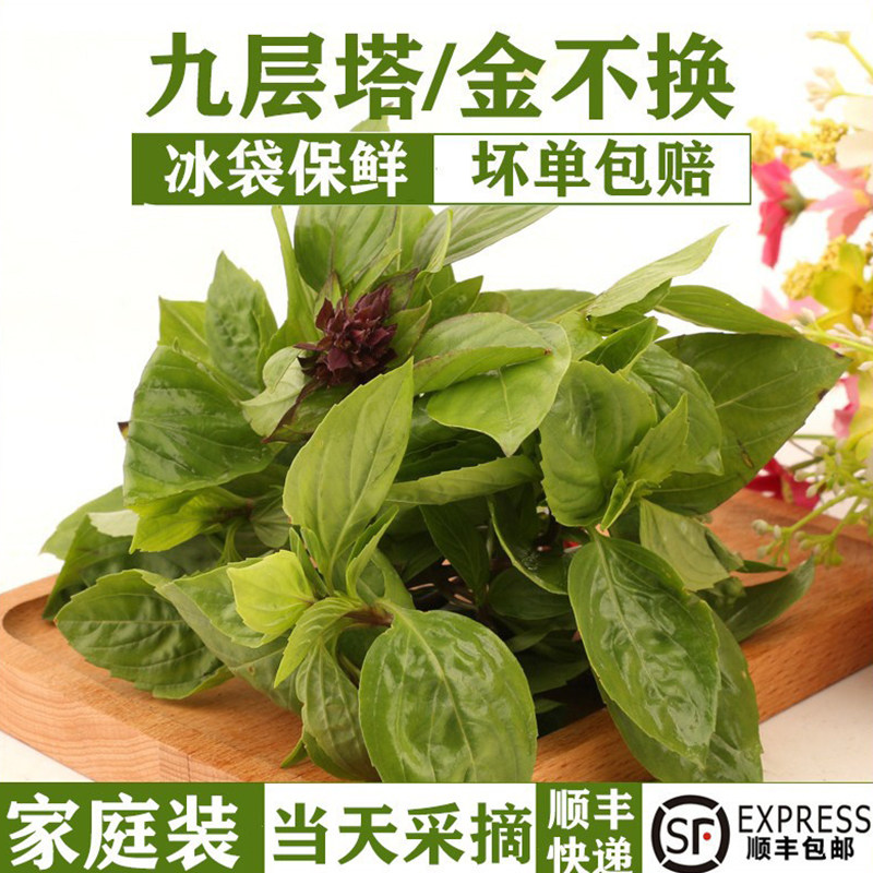 新鲜罗勒叶食用九层塔三杯鸡图片