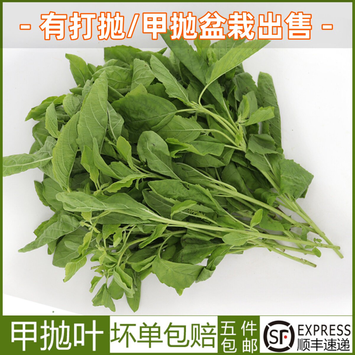 新鲜甲抛叶打抛叶塔抛葉泰国打抛猪肉配菜塔抛叶嘎抛叶 甲抛100g