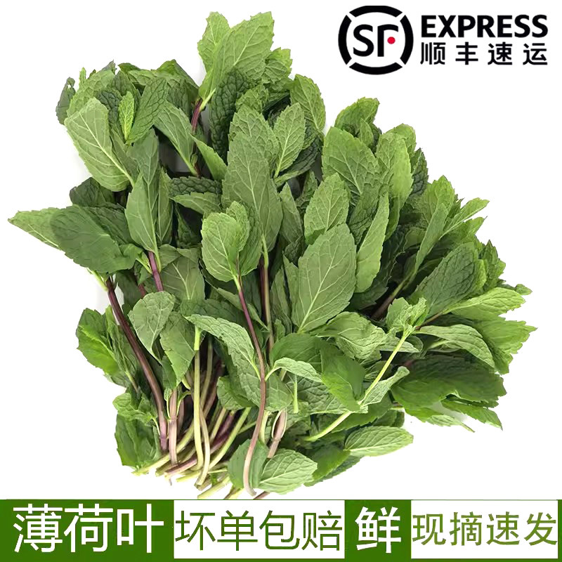 新鲜薄荷叶可食用留兰香调酒烘焙图片