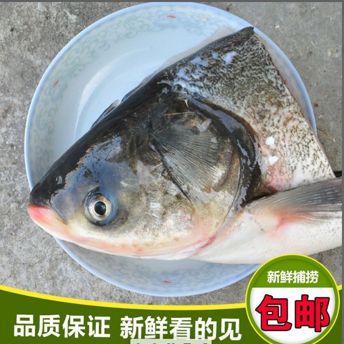 鱼头冷链花鲢鱼头胖头鱼大头鱼超大鱼头鲜活速冻大鱼头图片