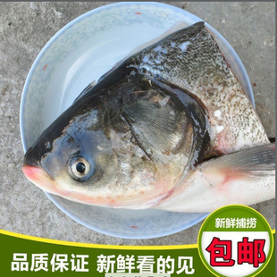 鱼头冷链花鲢鱼头胖头鱼大头鱼超大鱼头鲜活速冻大鱼头