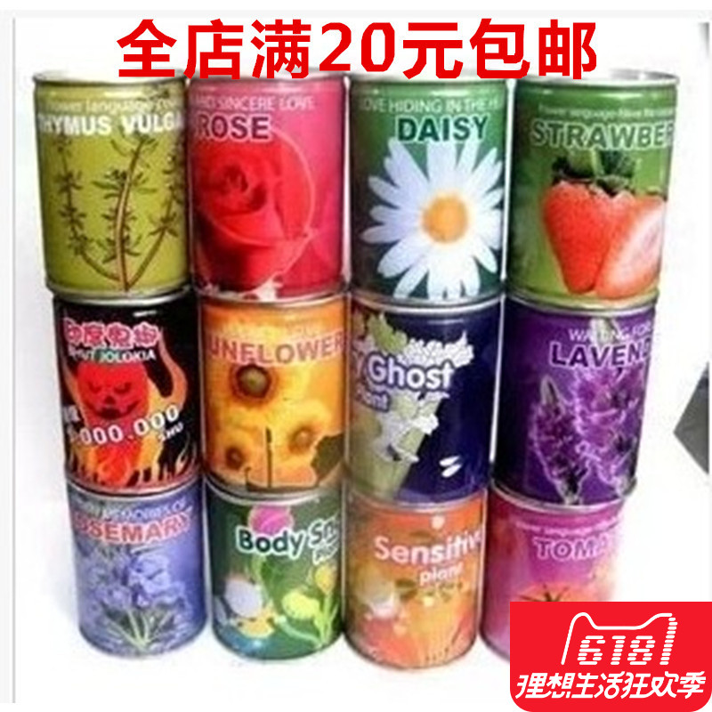雛菊玫瑰康乃馨禮物波斯菊鳳仙花種子 桌面盆栽易拉罐裝植物花卉