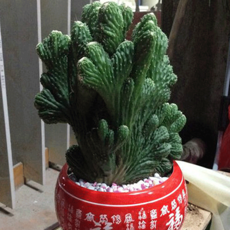 五指山 虎头山仙人掌盆栽 防辐射多肉植物 净化空气 罗汉盆景包邮