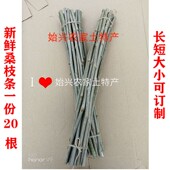 新鲜现采中药材桑树枝条食用桑枝桑木棍蚕桑树枝经络拍打棍桑枝棒