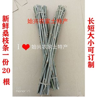 新鲜现采中药材桑树枝条食用桑枝桑木棍蚕桑树枝经络拍打棍桑枝棒