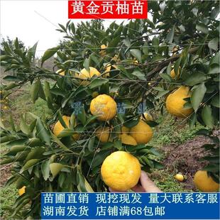 湖南果树苗黄金贡柚苗春香柚苗小柚子苗象山青苗新品种嫁接苗纯甜