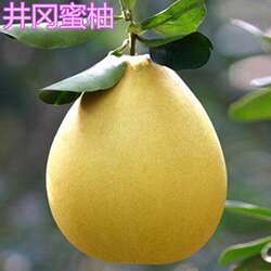 井冈蜜柚树苗 柚子盆栽地南北方种植果树当年结果猴面包树石榴