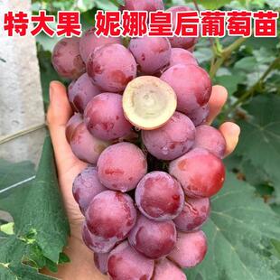 妮娜皇后葡萄苗南北方云南地栽特大盆栽无籽尼娜树苖爬藤当年结果