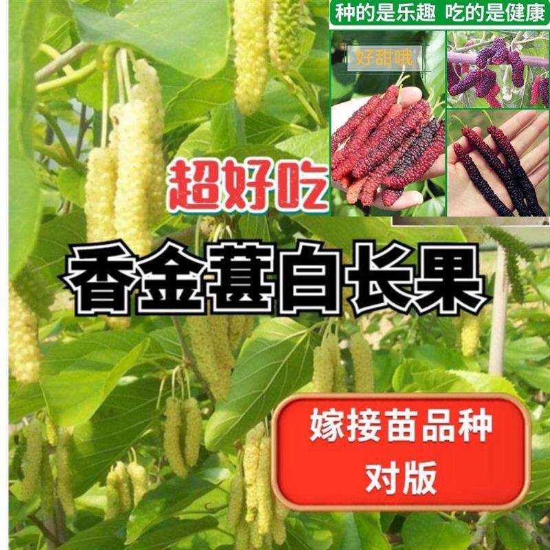 台湾桑果桑桑葚大十庭院室内地栽盆栽嫁接苗长条无籽大果长果桑葚