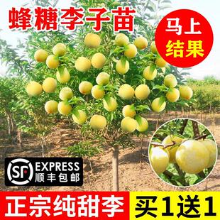 蜂糖李子树苗新品种嫁接脱骨青脆李子果树苗南北方种植三华李树苗