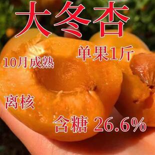 新品种晚熟冬杏树苗杏树果苗嫁接新品种水果苗杏树苗特大脆甜冬杏