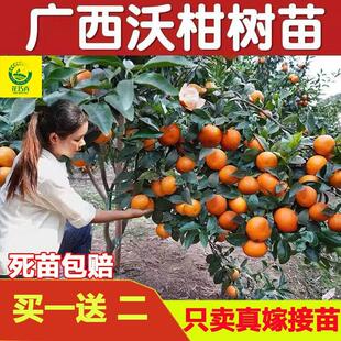 【包成活 产量高】广西武鸣沃柑无籽树苗091高产沃柑果树苗