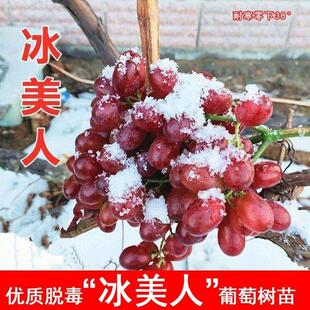 冰美人无核葡萄树苗耐寒金优2号二号葡萄苗北南方庭院盆地栽种植