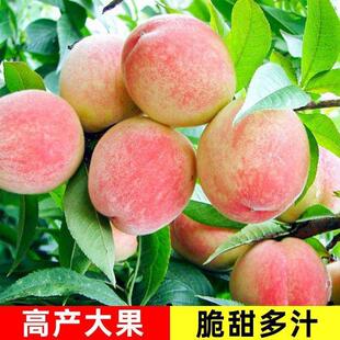 现挖嫁接桃树果苗炎陵黄桃树苗特大阳山水蜜桃别墅地栽庭院果树苗